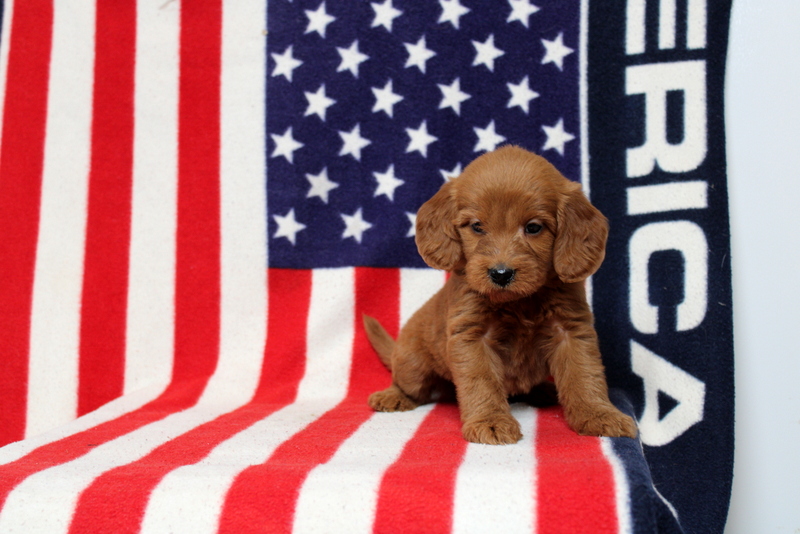 puppy, for, sale, Mini Goldendoodle F1, Matthew B. Stoltzfus, dog, breeder, Gap, PA, dog-breeder, puppy-for-sale, forsale, nearby, find, puppyfind, locator, puppylocator, aca